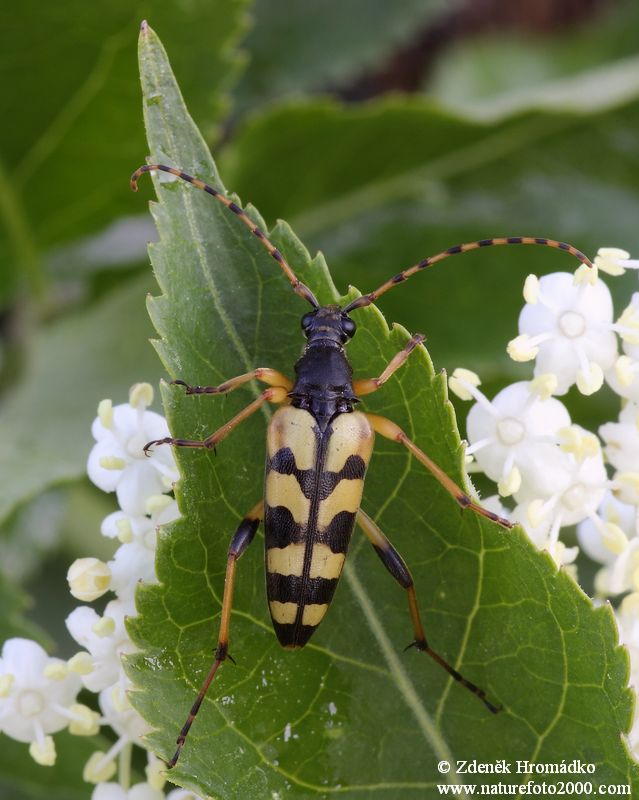 tesařík ozbrojený, Rutpela maculata, Lepturini, Cerambycidae (Brouci, Coleoptera)